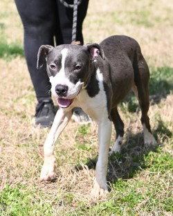 Enlarge DA 13 Boston, a Adoptable Pit Bull Terrier in Glen Allen, VA image 2/3