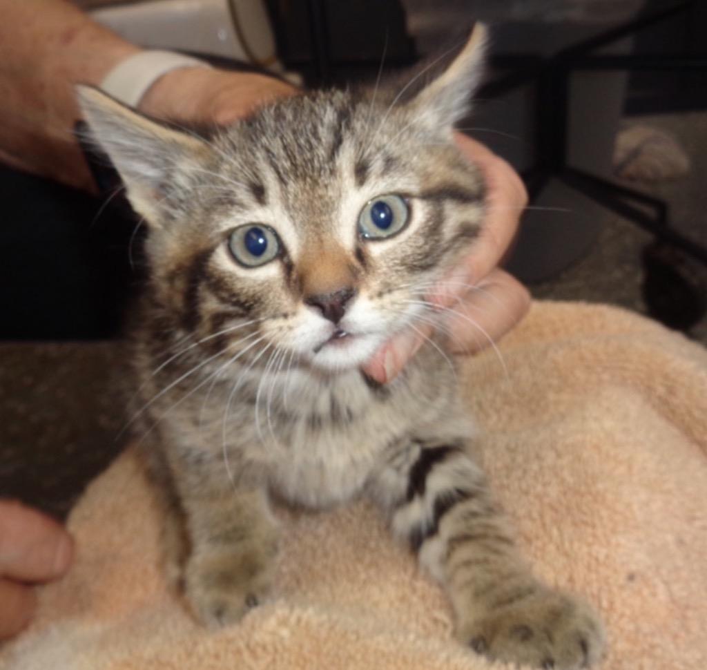 Cordelia, Adopted, Kitten Female Torbie.