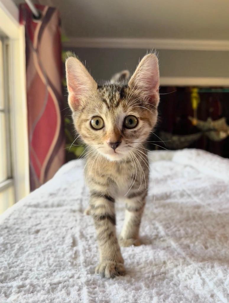 Fern, Adoptable, Kitten Female Domestic Short Hair.