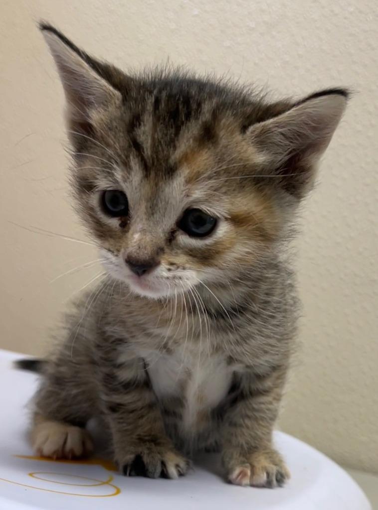 Enlarge Fern, a Adoptable mixed breed in Richland Hills, TX image 2/4