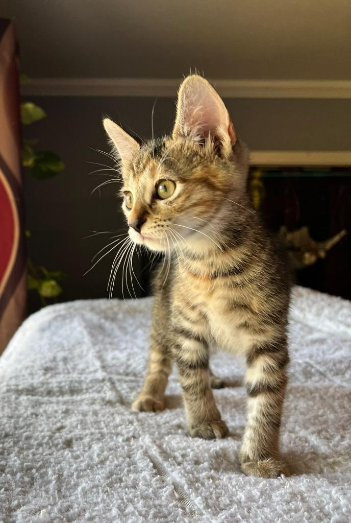 Enlarge Fern, a Adoptable mixed breed in Richland Hills, TX image 3/4