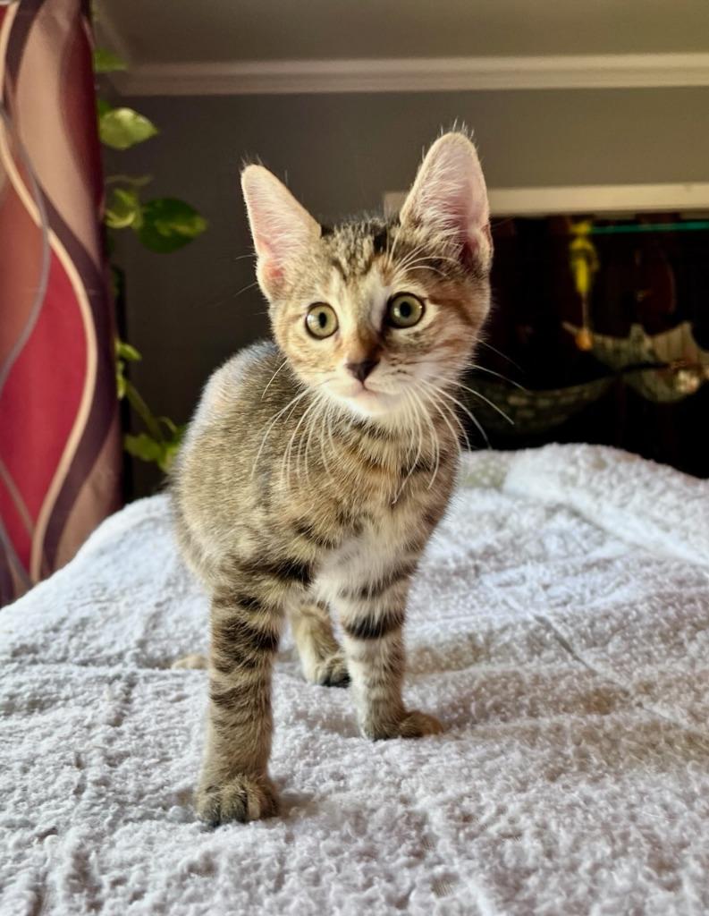 Enlarge Fern, a Adoptable mixed breed in Richland Hills, TX image 4/4