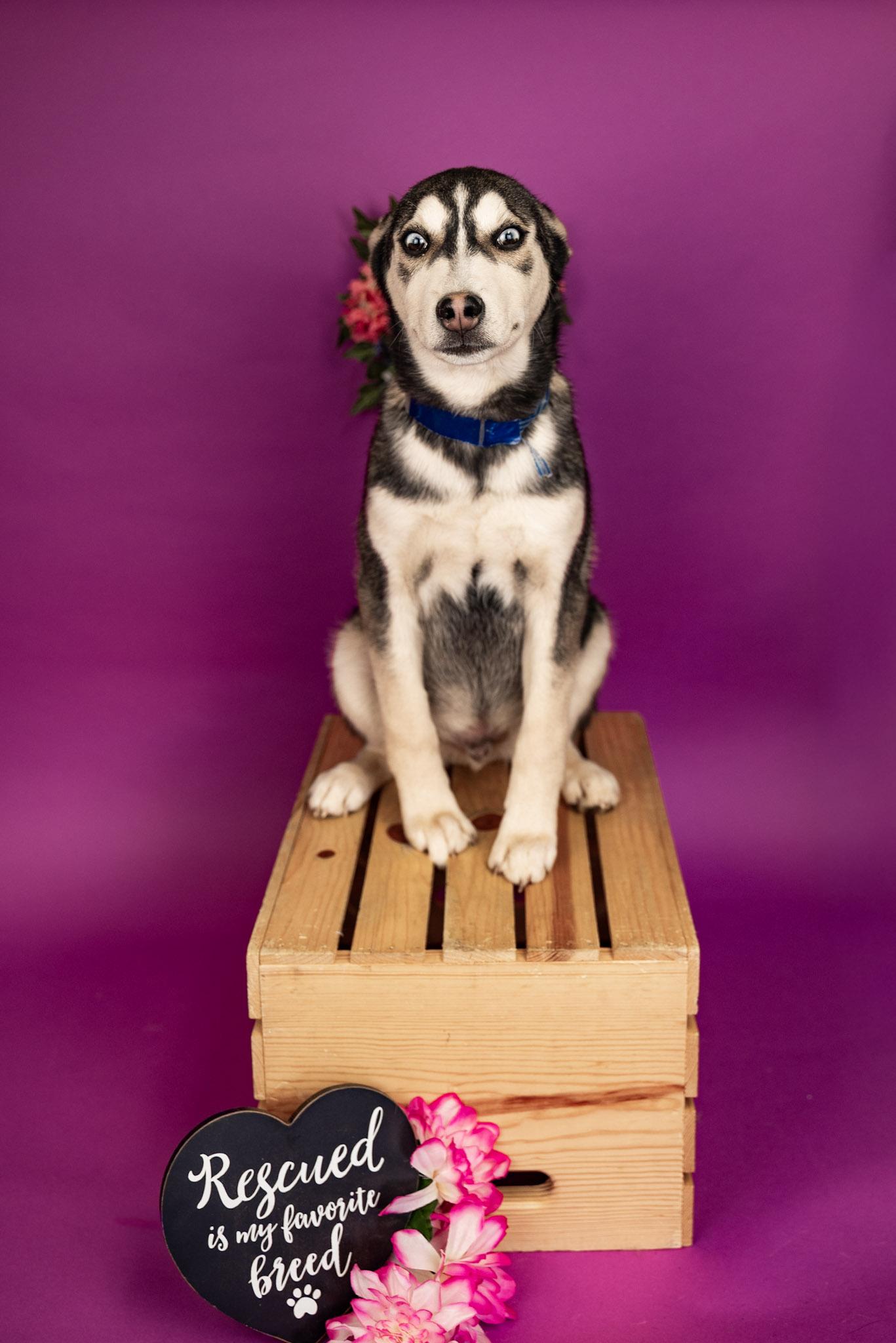 41-26, ADOPTABLE, Young Male Husky.