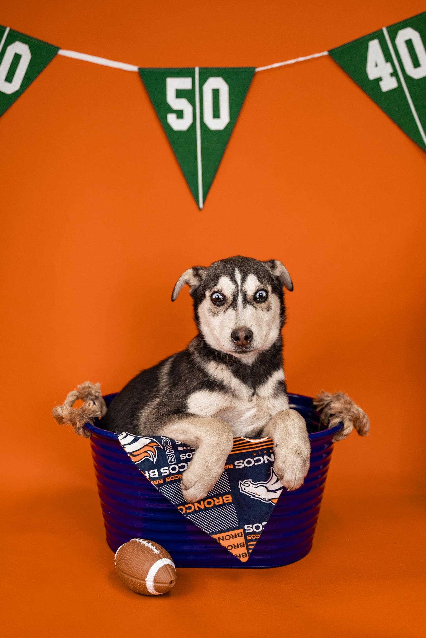 Enlarge 41-26, a ADOPTABLE mixed breed in Brighton, CO image 2/2