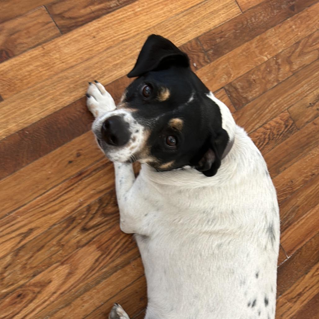 Pretzel, Adoptable, Adult Male Jack Russell Terrier & Beagle.
