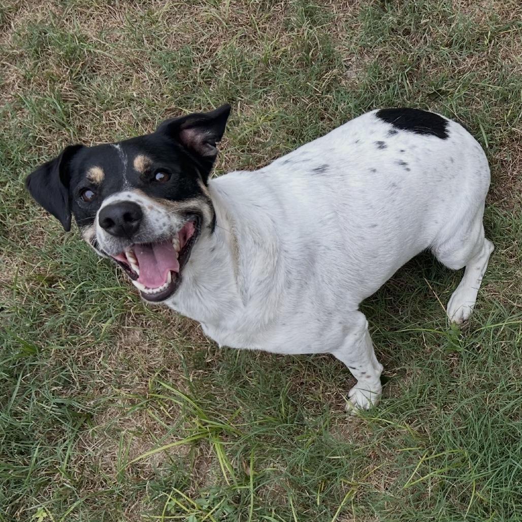 Enlarge Pretzel, a Adoptable mixed breed in Columbus, GA image 2/3