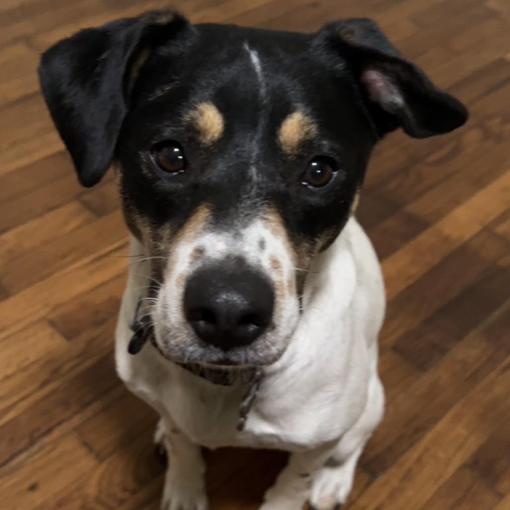 Enlarge Pretzel, a Adoptable mixed breed in Columbus, GA image 3/3
