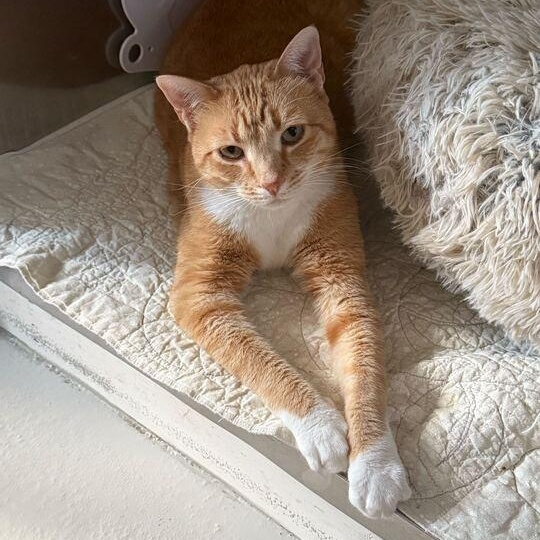 Elvis *Sponsored Adoption*