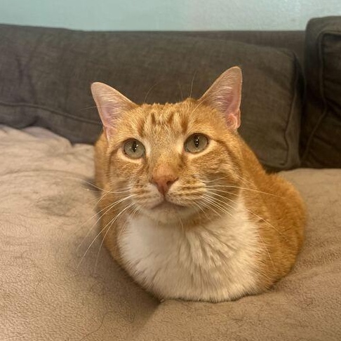 Elvis *Sponsored Adoption*