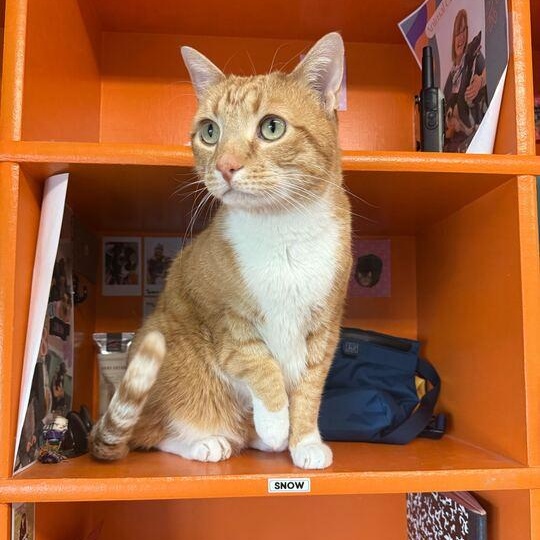 Elvis *Sponsored Adoption*