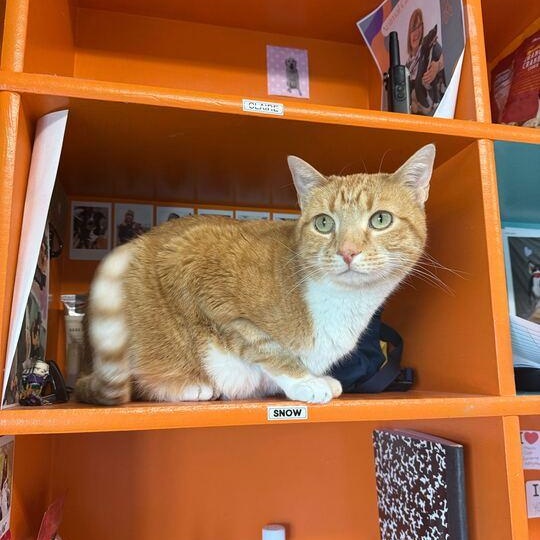 Elvis *Sponsored Adoption*