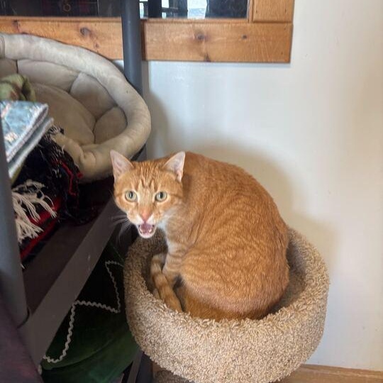 Elvis *Sponsored Adoption*