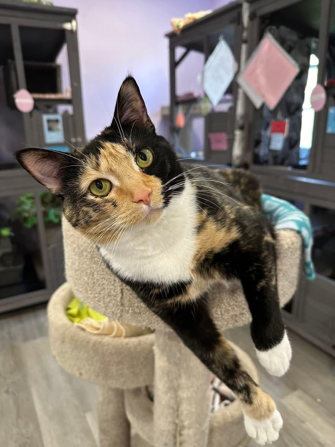Daisy, Adult Female unknown