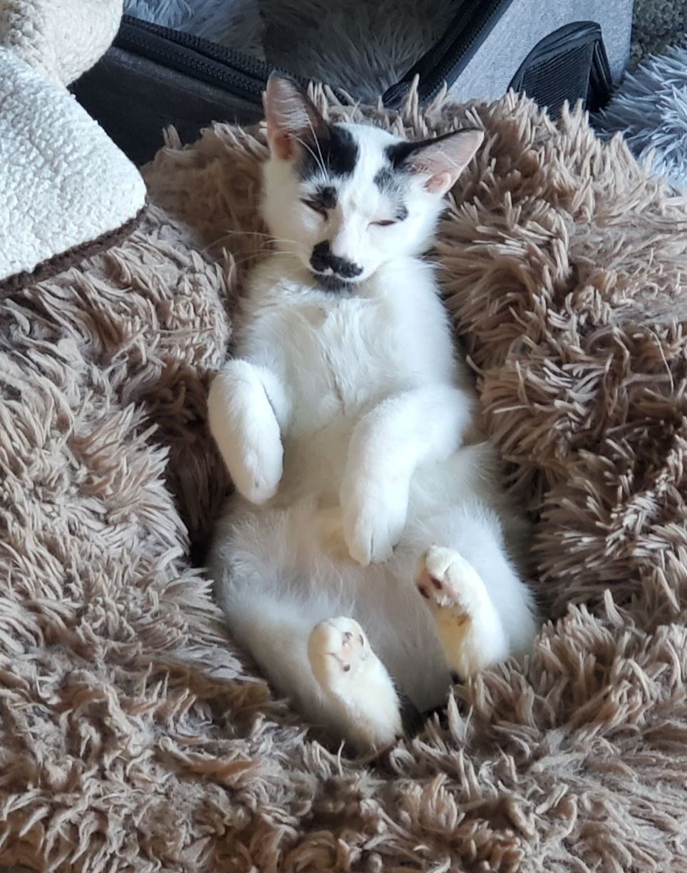 Casper, a Adoptable mixed breed in Parker, TX image 1/6