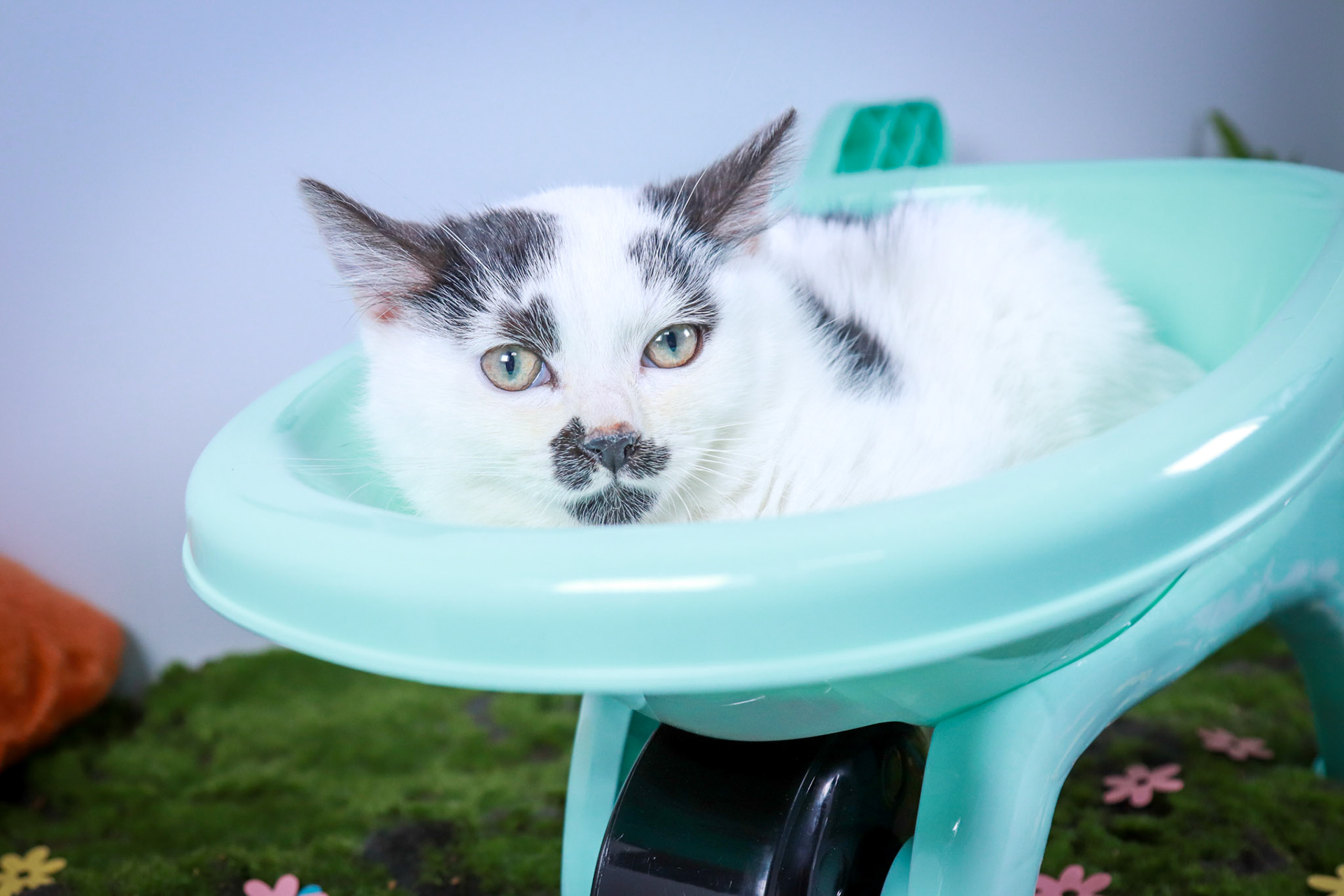 Casper, a Adoptable mixed breed in Parker, TX image 6/6