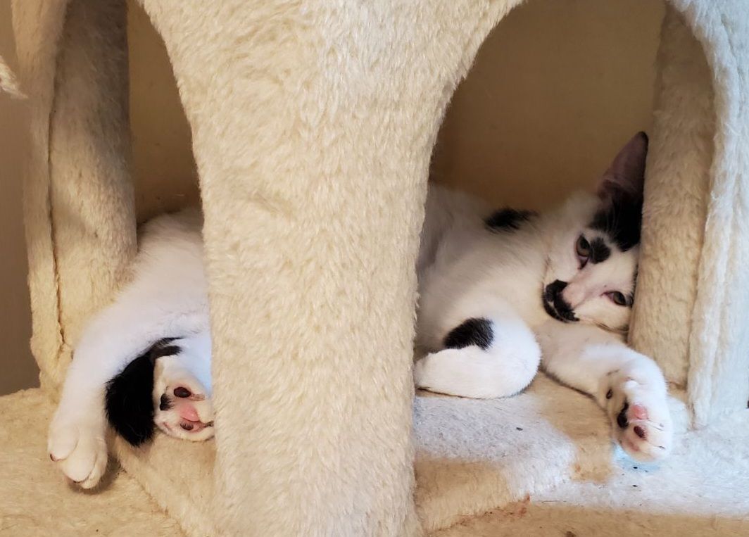 Casper, a Adoptable mixed breed in Parker, TX image 5/6