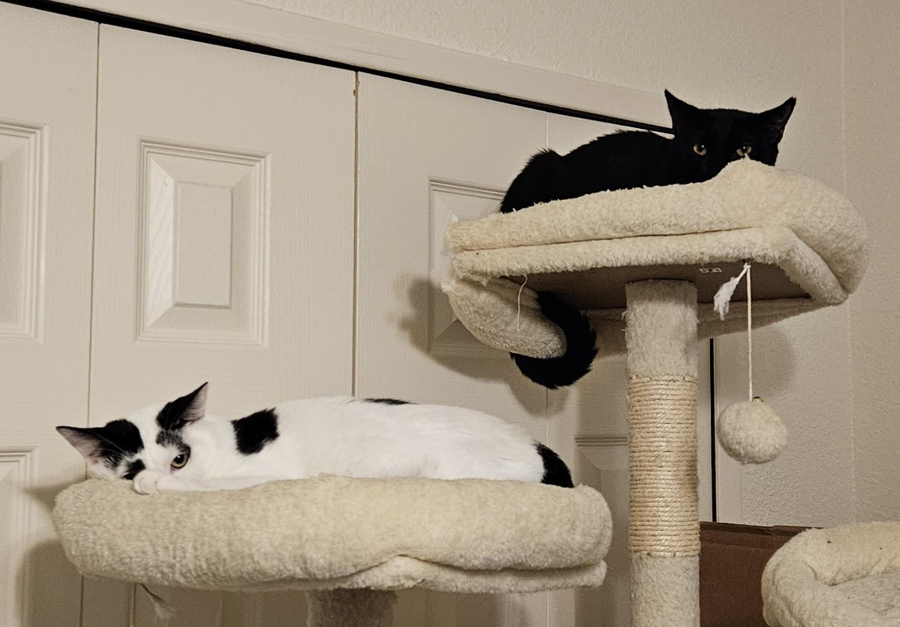 Casper, a Adoptable mixed breed in Parker, TX image 2/6