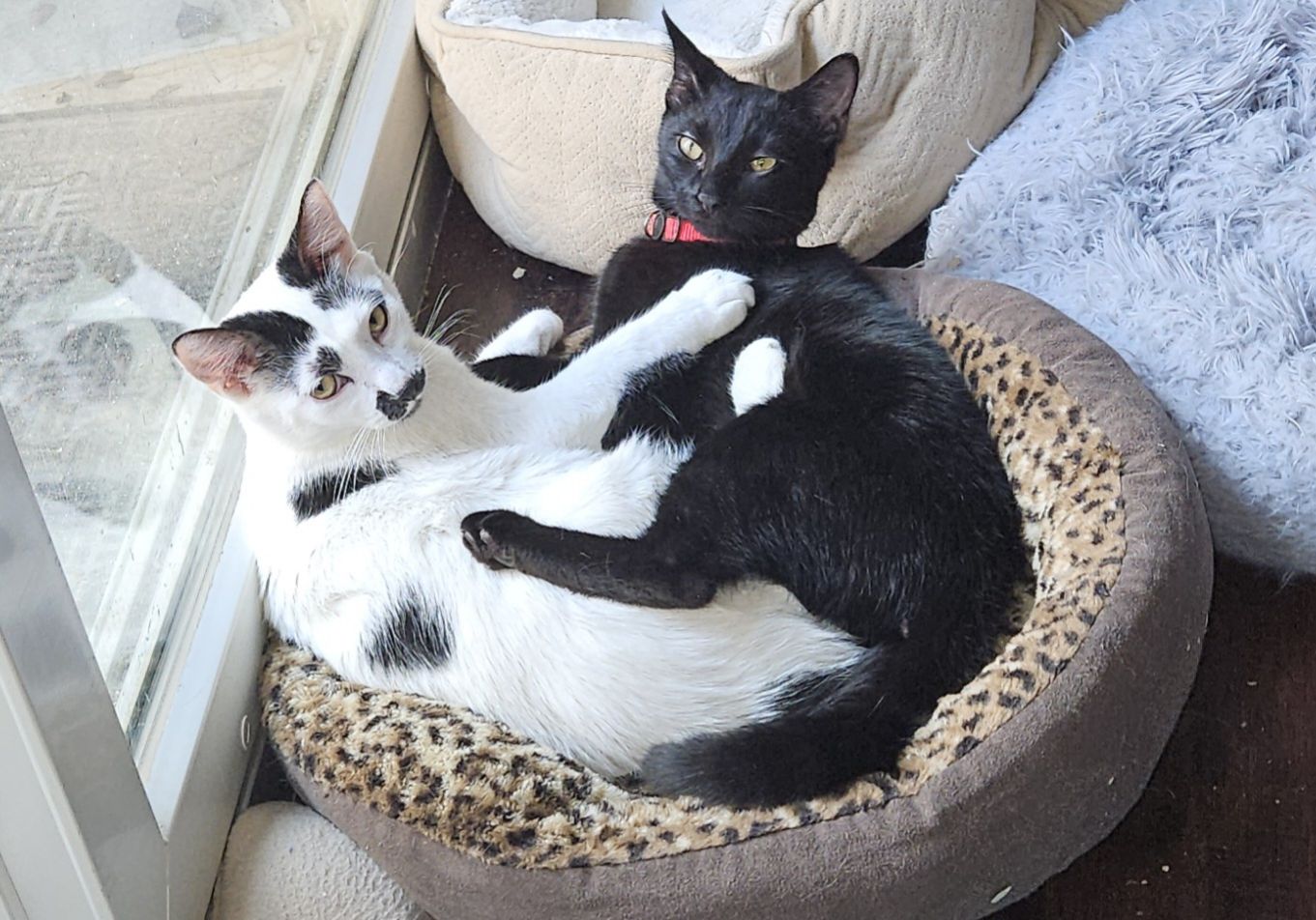 Casper, a Adoptable mixed breed in Parker, TX image 3/6