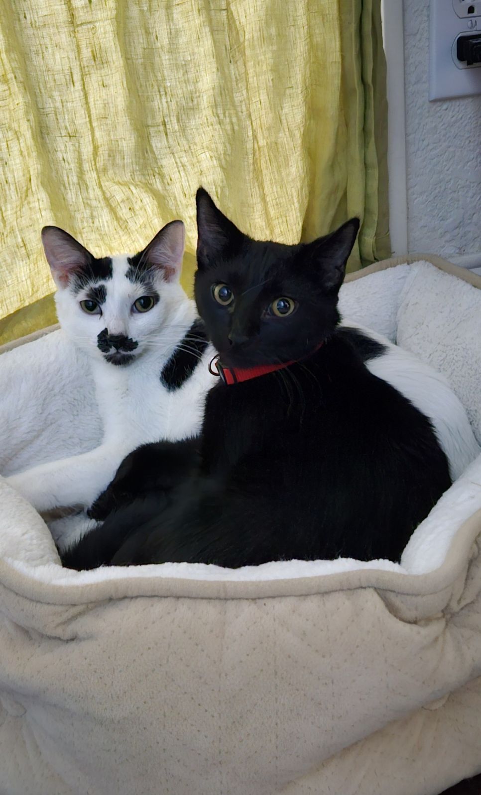 Casper, a Adoptable mixed breed in Parker, TX image 4/6