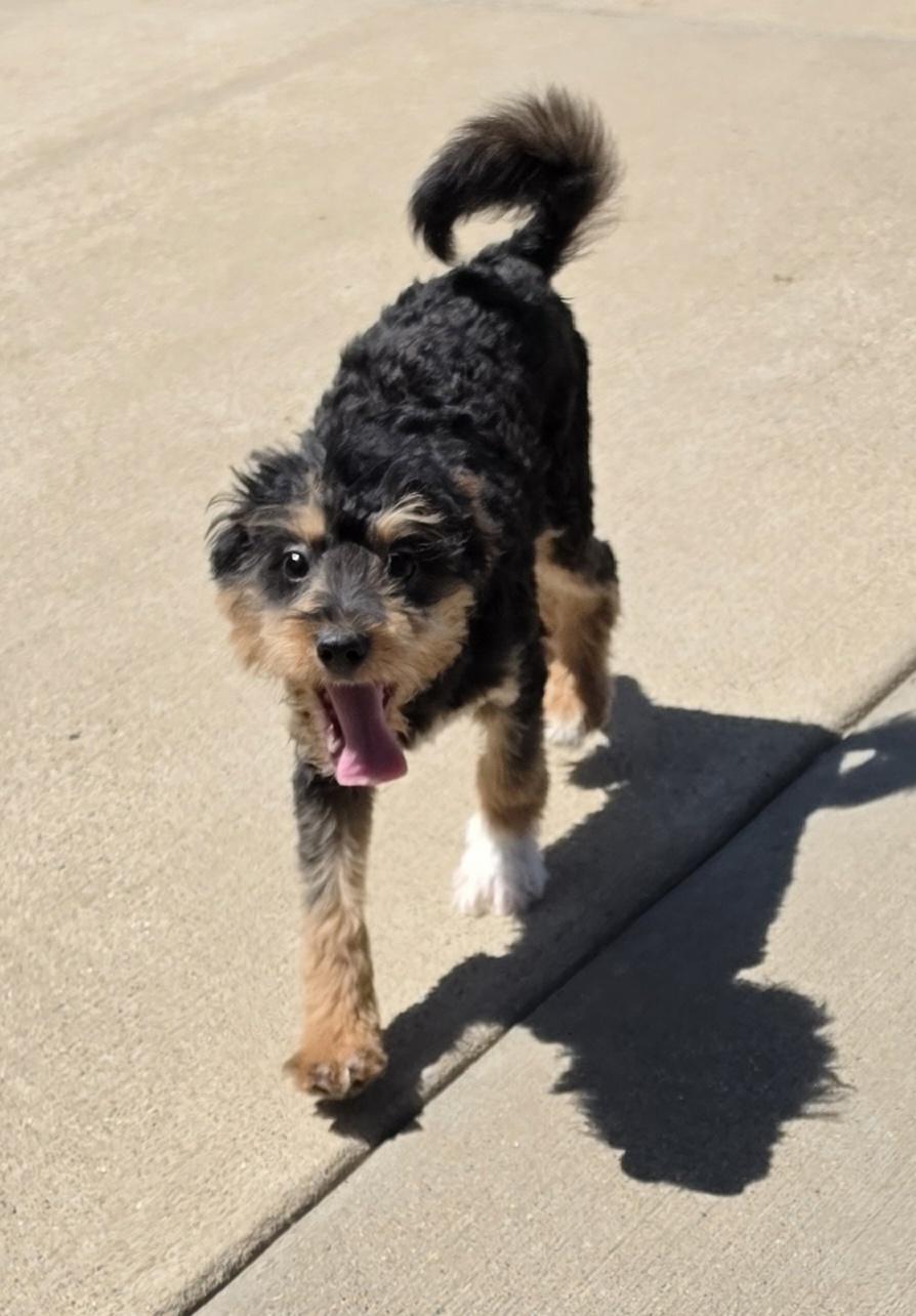 Enlarge Tallee, an adopted mixed breed in Terre Haute, IN image 1/3