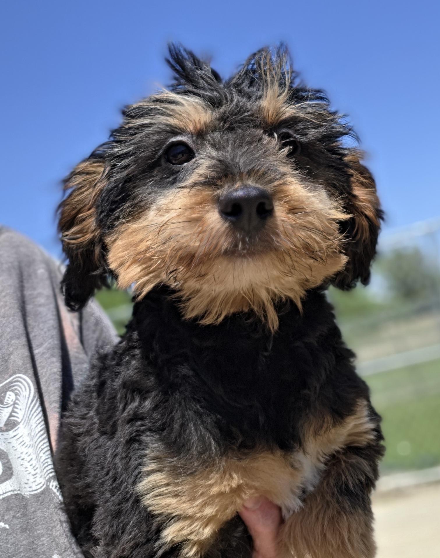 Enlarge Tallee, an adopted mixed breed in Terre Haute, IN image 3/3