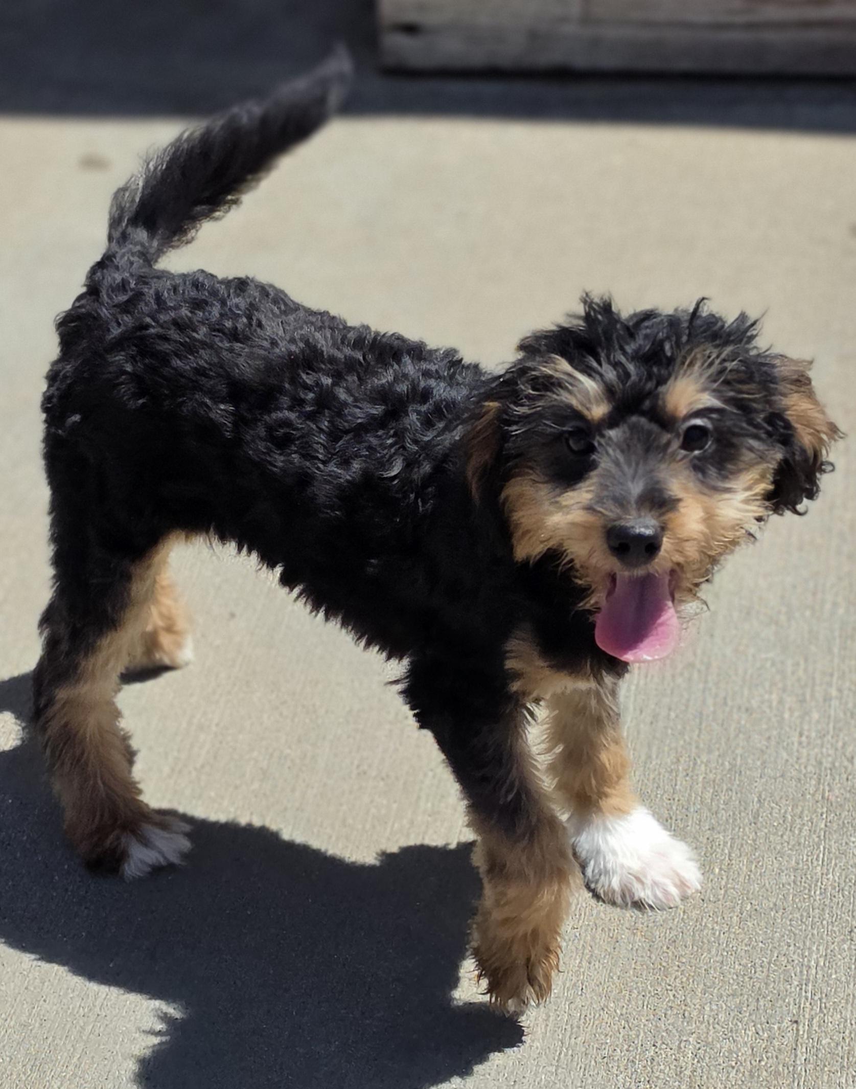 Enlarge Tallee, an adopted mixed breed in Terre Haute, IN image 2/3