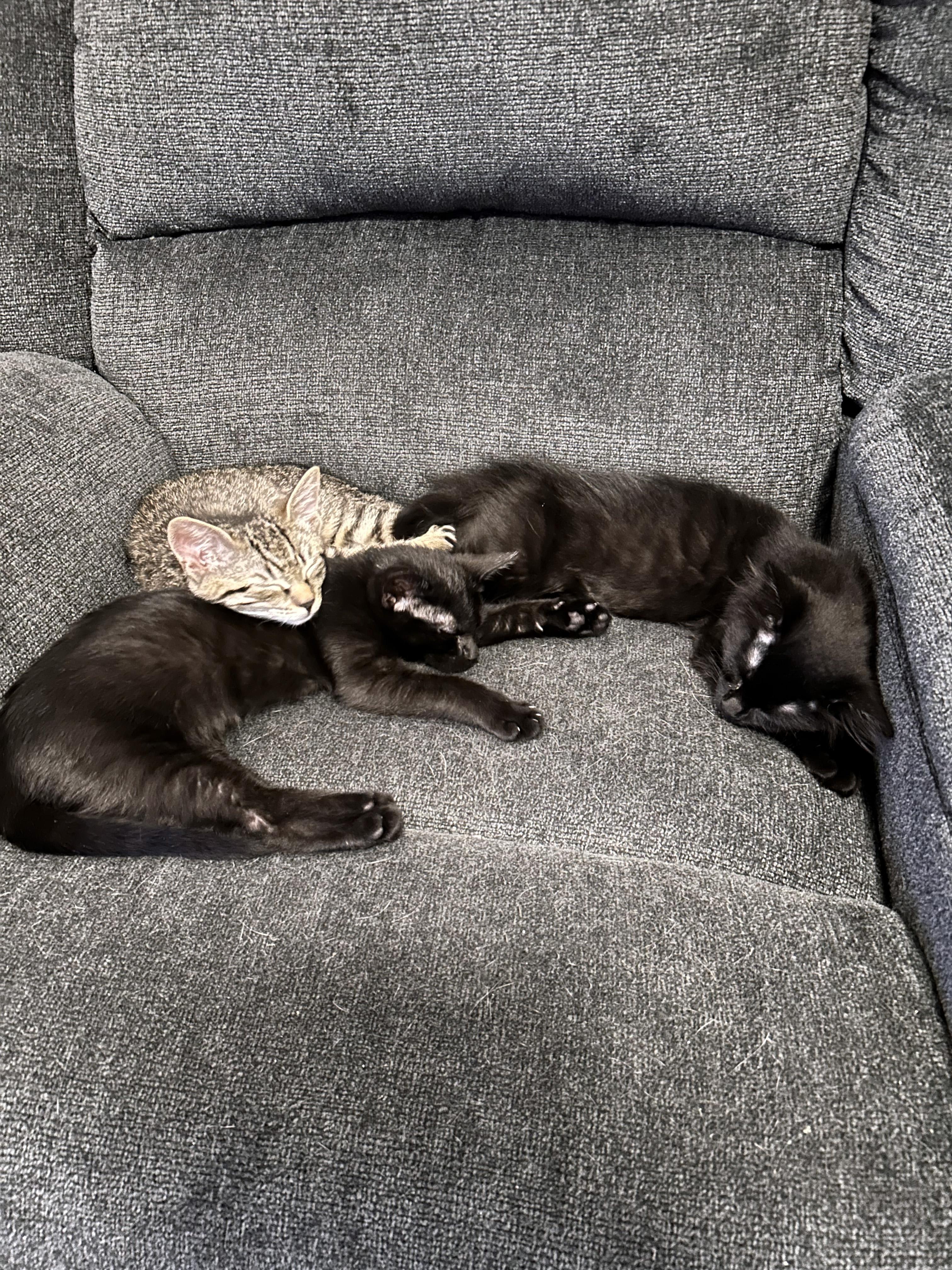 Enlarge Harmony (Music litter), a ADOPTABLE American Shorthair in Highland Park, NJ image 4/4