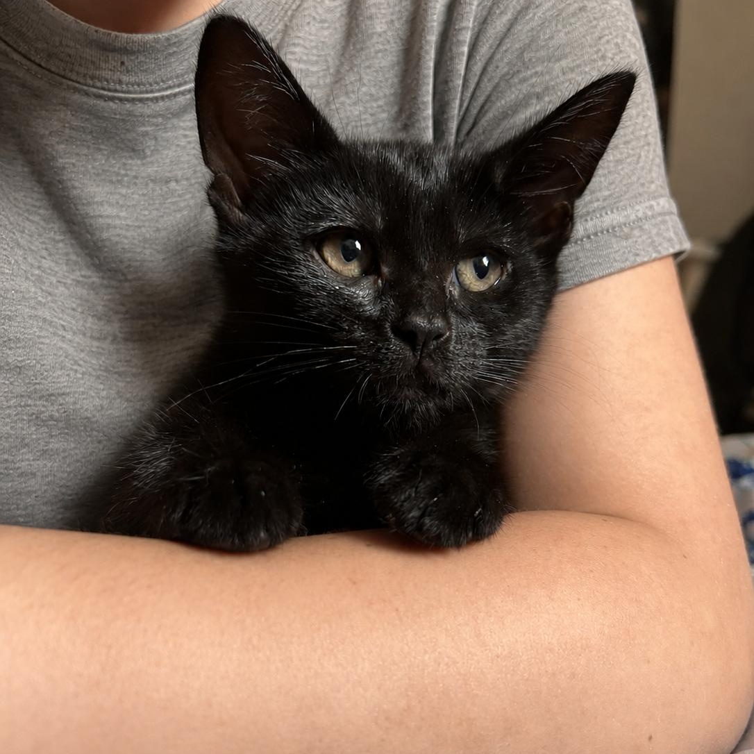 Enlarge Harmony (Music litter), a ADOPTABLE American Shorthair in Highland Park, NJ image 1/4