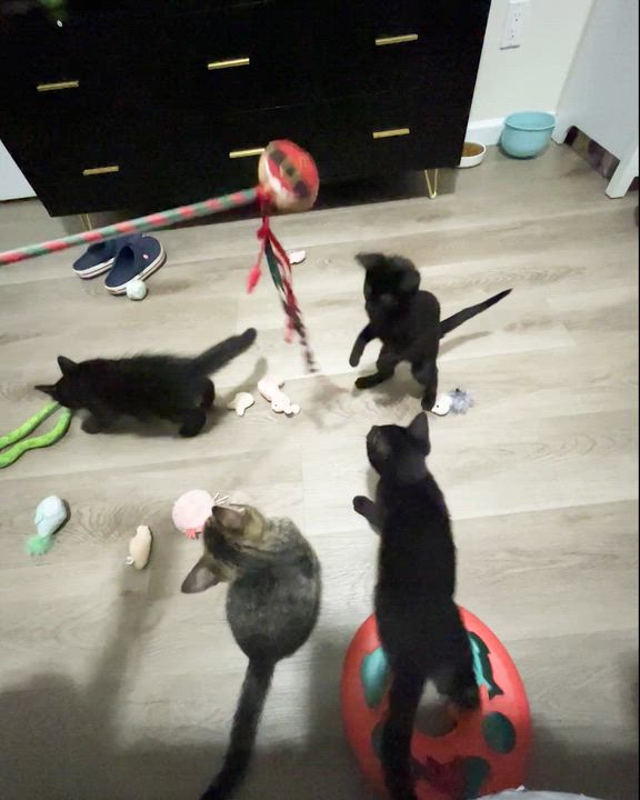 Enlarge Harmony (Music litter), a ADOPTABLE American Shorthair in Highland Park, NJ video 2/4
