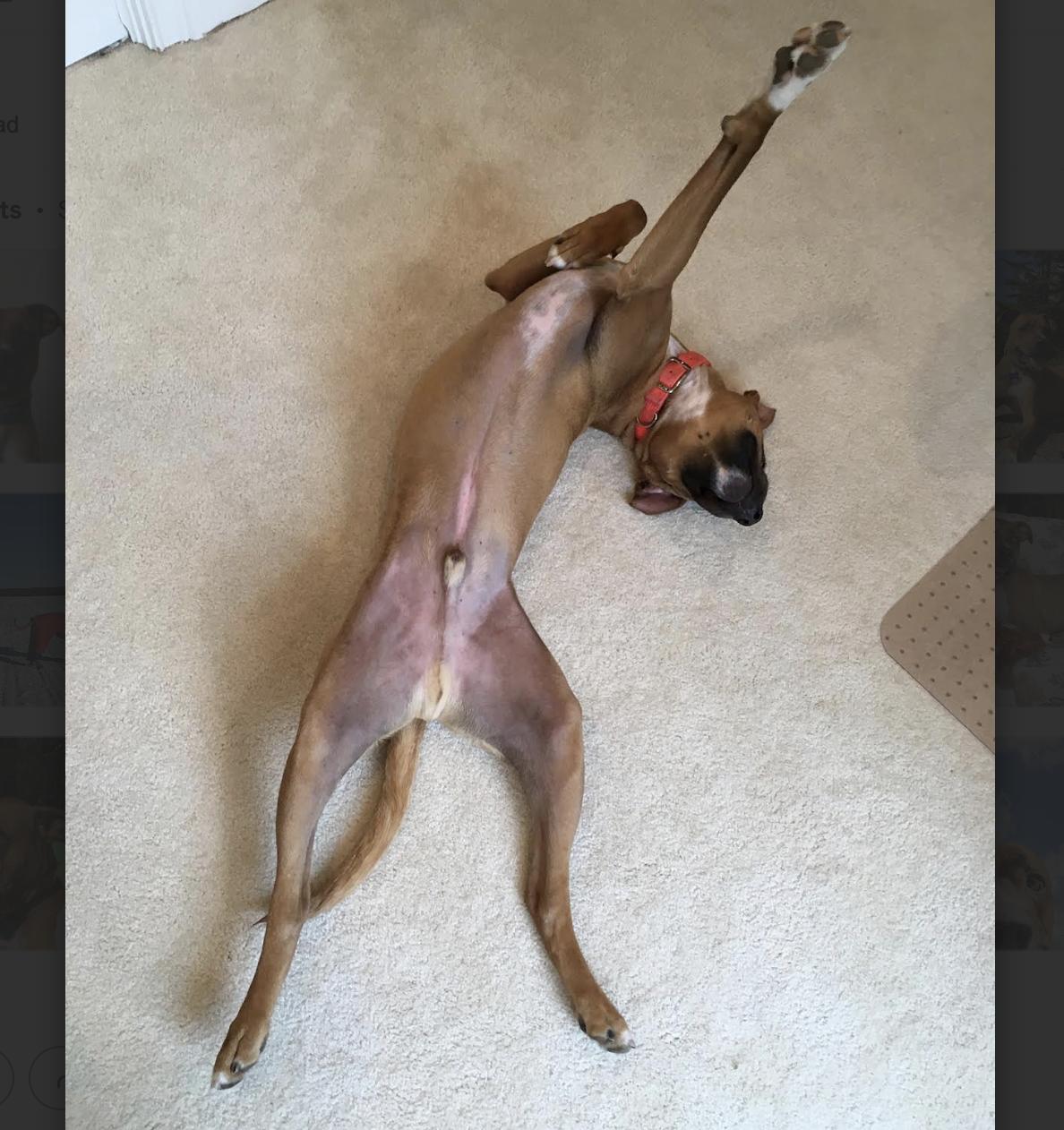 Stewie — thumbnail 4