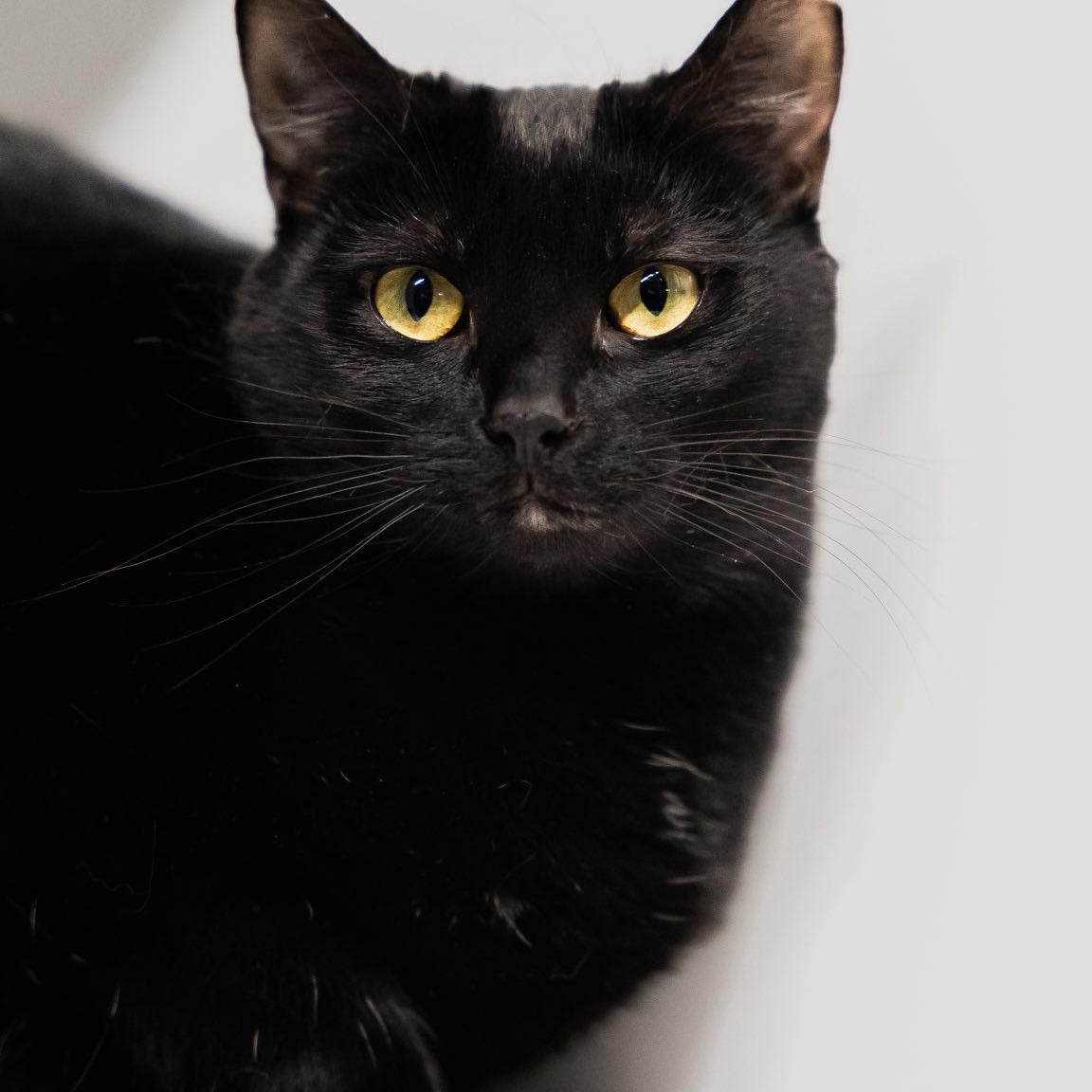 Enlarge Wood, a ADOPTABLE Domestic Short Hair in Alexandria, IN image 1/5