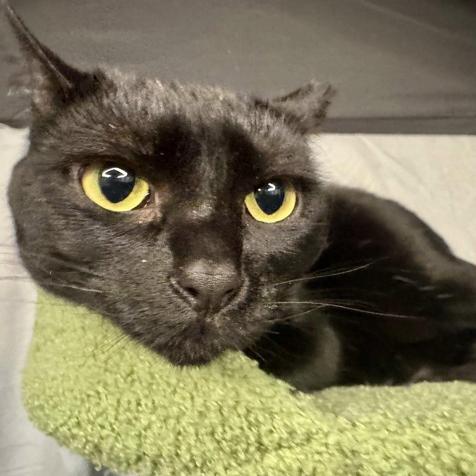 Enlarge Wood, a ADOPTABLE Domestic Short Hair in Alexandria, IN image 4/5