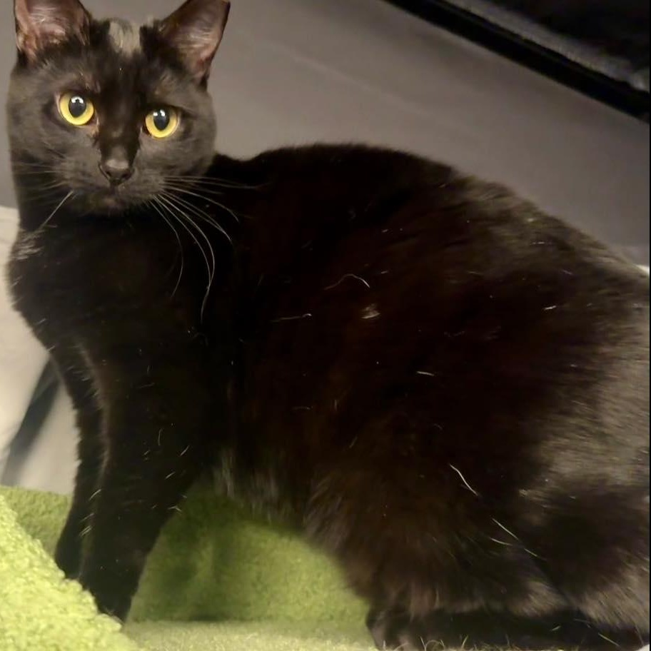 Enlarge Wood, a ADOPTABLE Domestic Short Hair in Alexandria, IN image 2/5