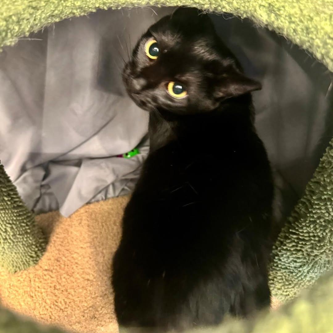 Enlarge Wood, a ADOPTABLE Domestic Short Hair in Alexandria, IN image 3/5