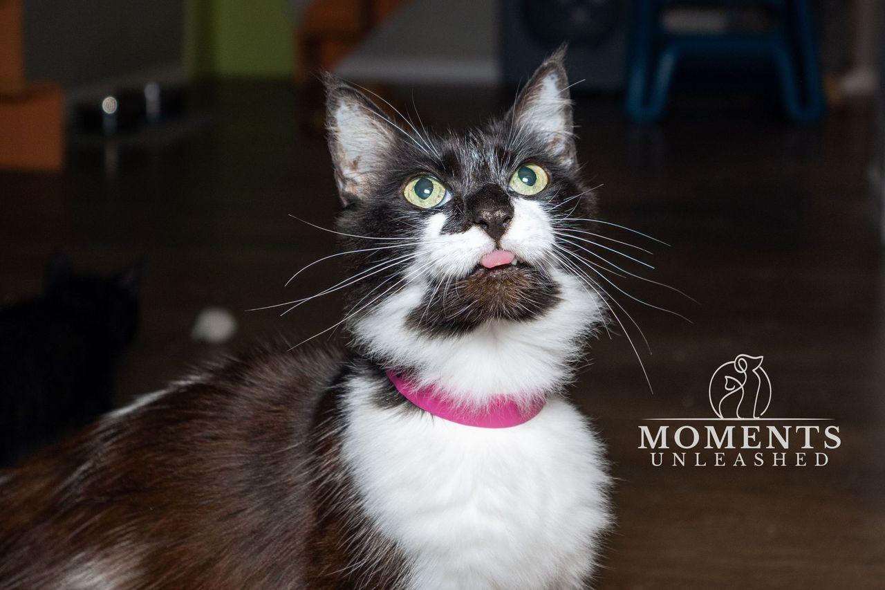 Enlarge Precious , a ADOPTABLE Domestic Medium Hair in Myakka City, FL image 6/6