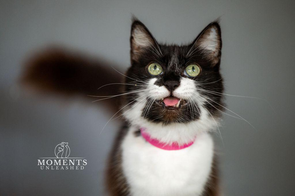Precious , a ADOPTABLE Domestic Medium Hair in Myakka City, FL image 6/6