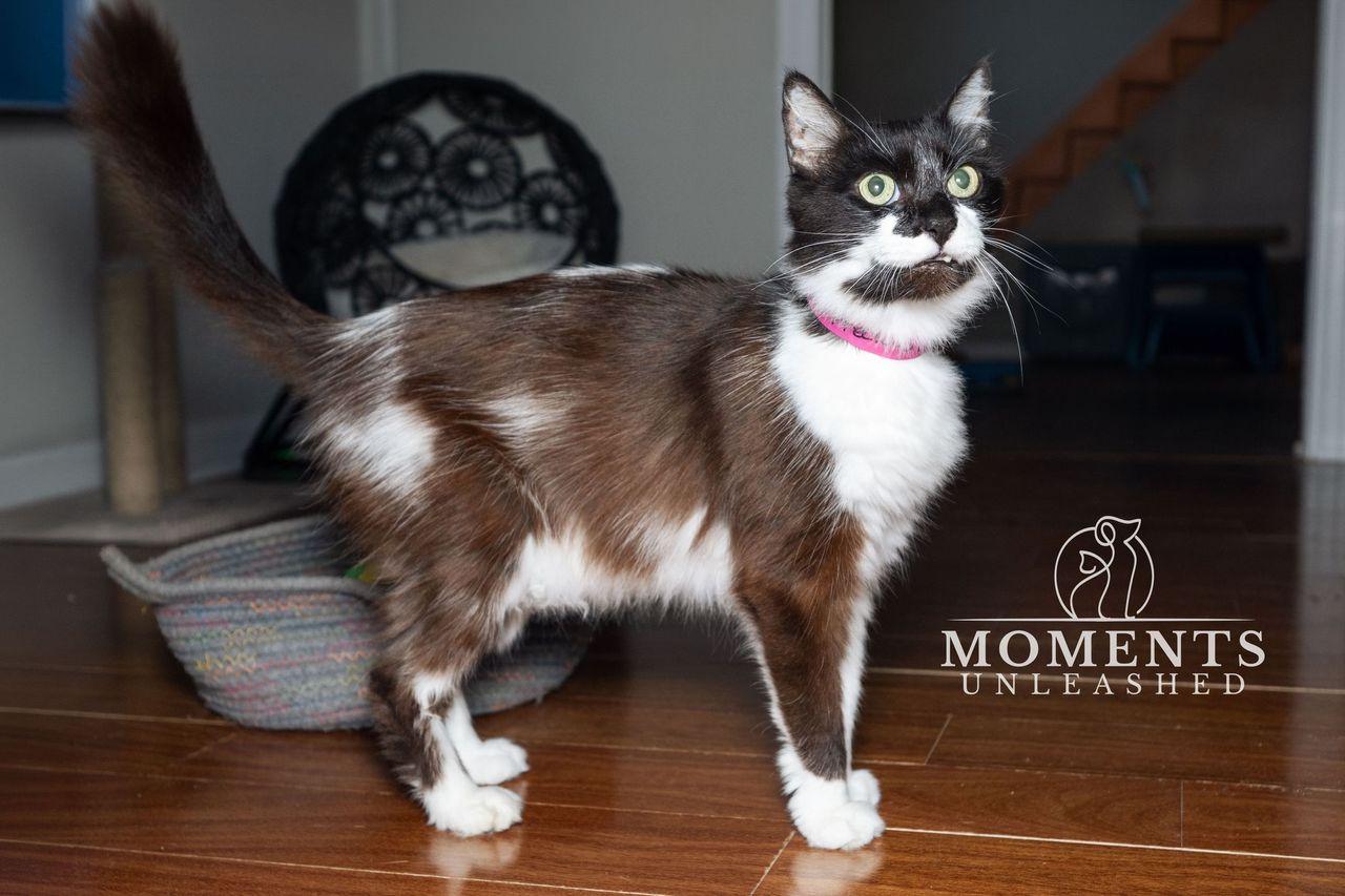 Enlarge Precious , a ADOPTABLE Domestic Medium Hair in Myakka City, FL image 2/6