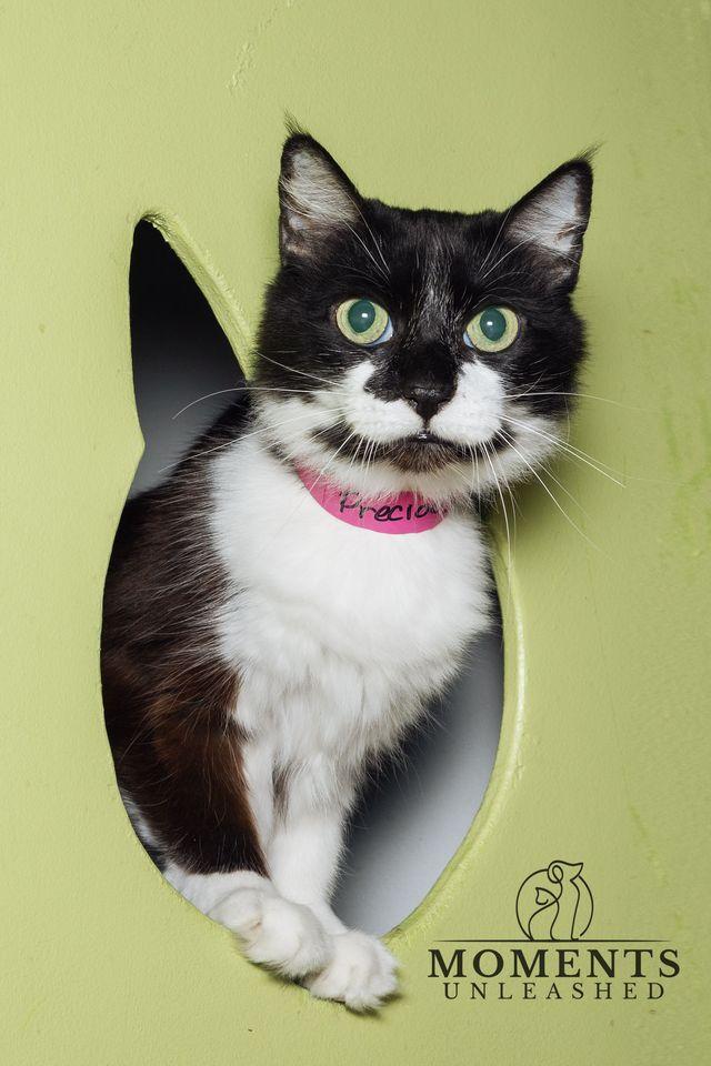 Enlarge Precious , a ADOPTABLE Domestic Medium Hair in Myakka City, FL image 1/6