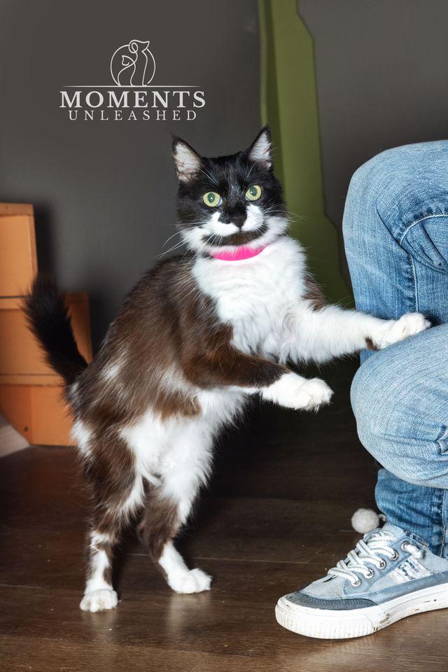 Enlarge Precious , a ADOPTABLE Domestic Medium Hair in Myakka City, FL image 4/6