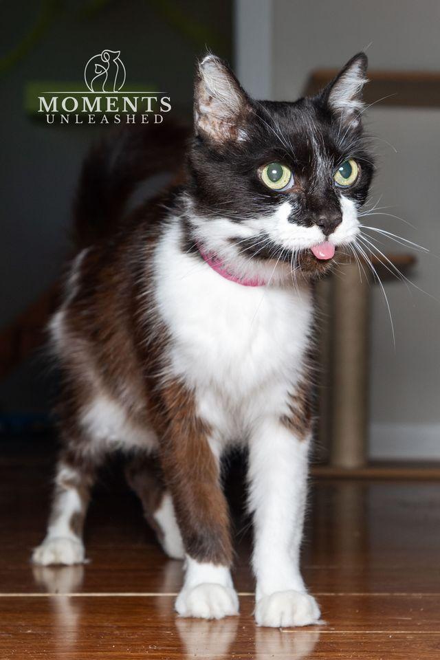 Enlarge Precious , a ADOPTABLE Domestic Medium Hair in Myakka City, FL image 5/6
