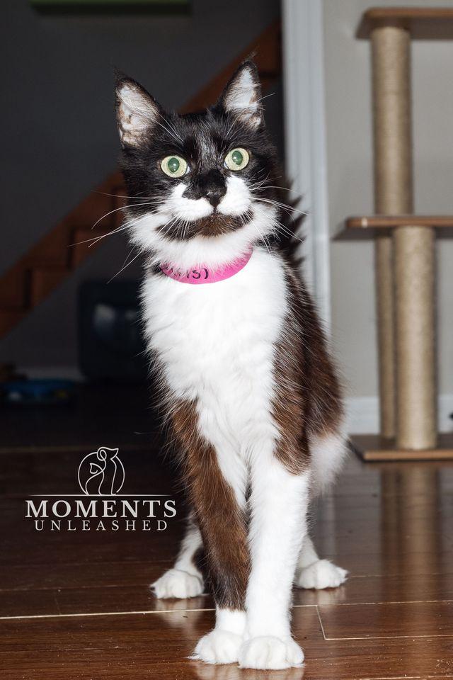 Enlarge Precious , a ADOPTABLE Domestic Medium Hair in Myakka City, FL image 3/6