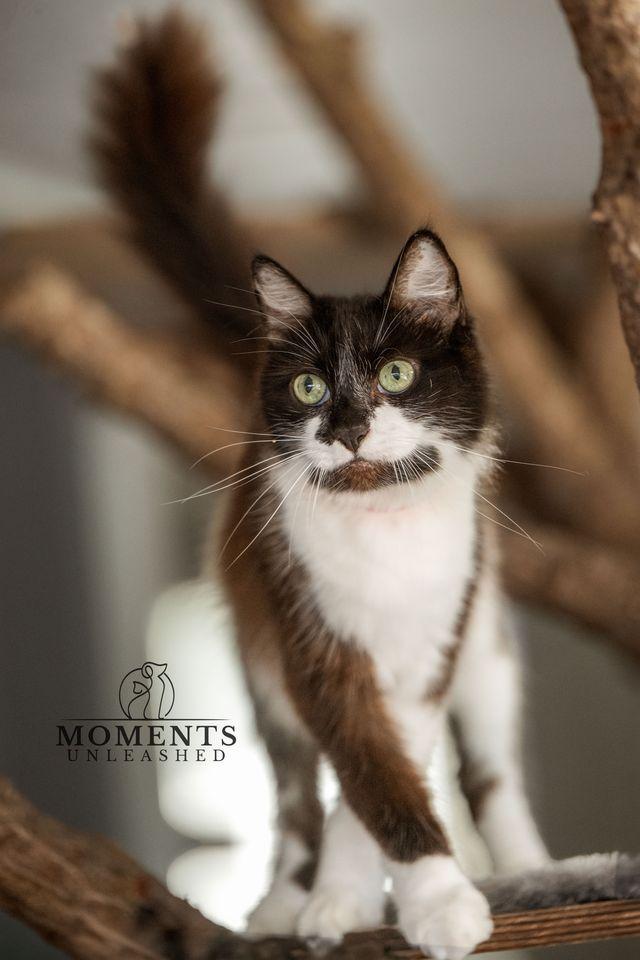 Precious , a ADOPTABLE Domestic Medium Hair in Myakka City, FL image 4/6