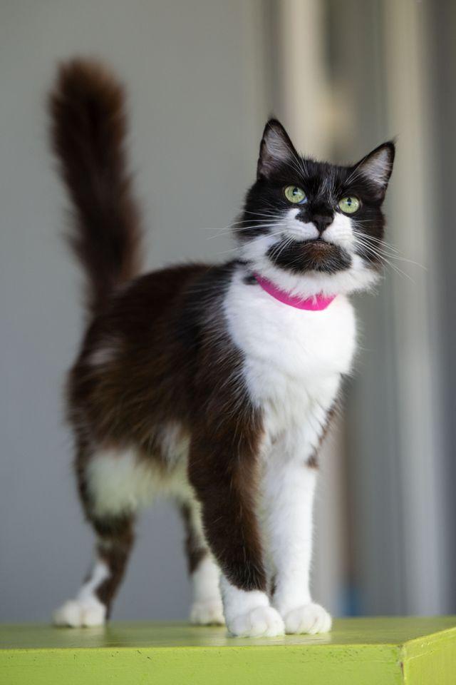 Precious , a ADOPTABLE Domestic Medium Hair in Myakka City, FL image 5/6