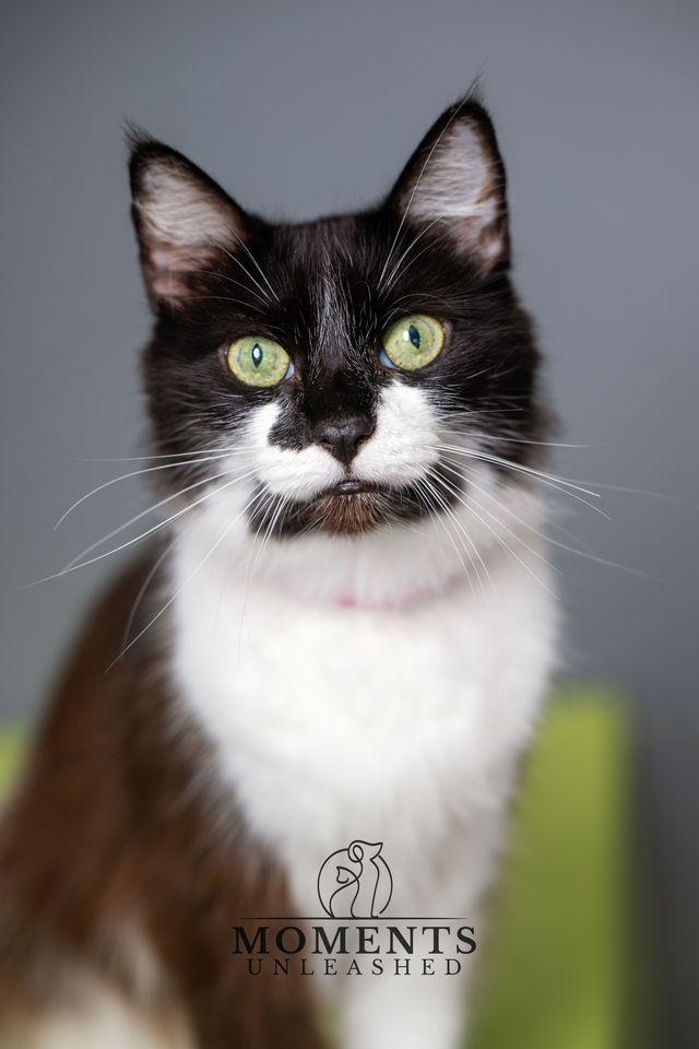 Precious , ADOPTABLE, Adult Female Domestic Medium Hair.
