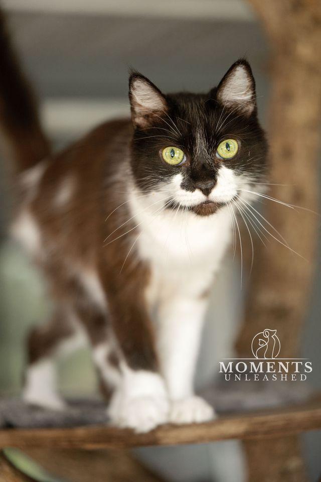Precious , a ADOPTABLE Domestic Medium Hair in Myakka City, FL image 2/6