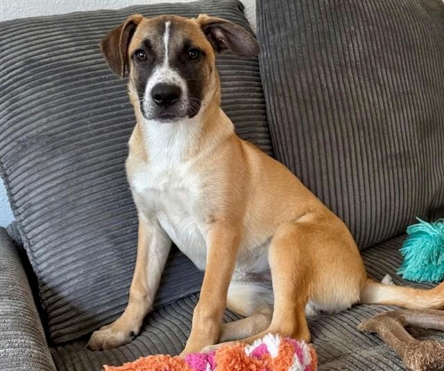 Enlarge ELSA, a Adoptable mixed breed in San Luis Obispo, CA image 1/1