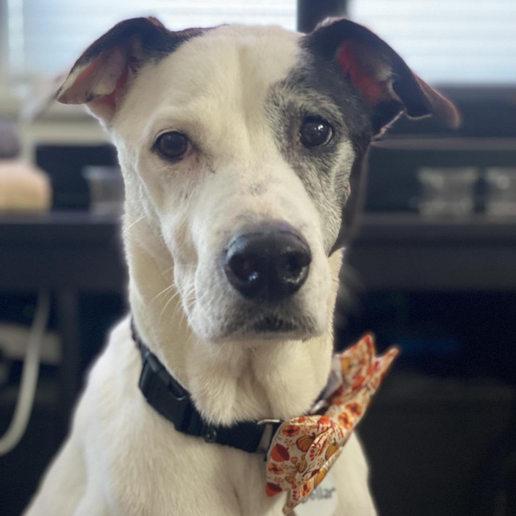 Enlarge Dollar, a Adoptable Whippet in Ramona, CA image 1/5