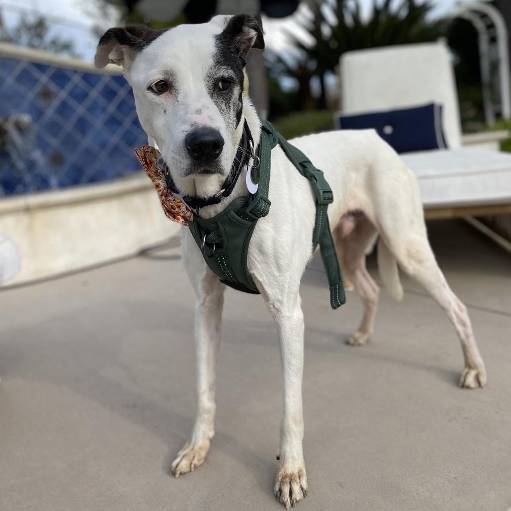 Enlarge Dollar, a Adoptable Whippet in Ramona, CA image 2/5