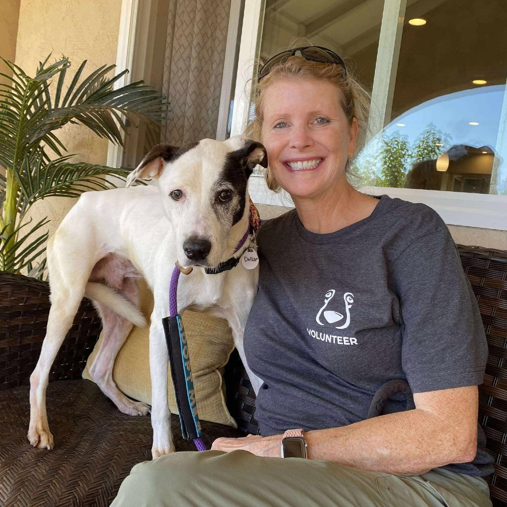 Enlarge Dollar, a Adoptable Whippet in Ramona, CA image 4/5