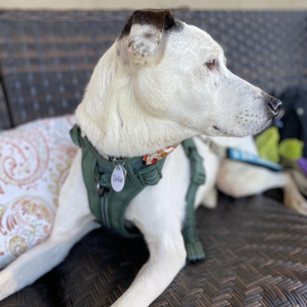 Enlarge Dollar, a Adoptable Whippet in Ramona, CA image 5/5